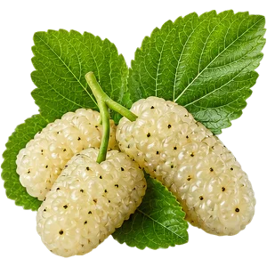 Экстракт белой шелковицы